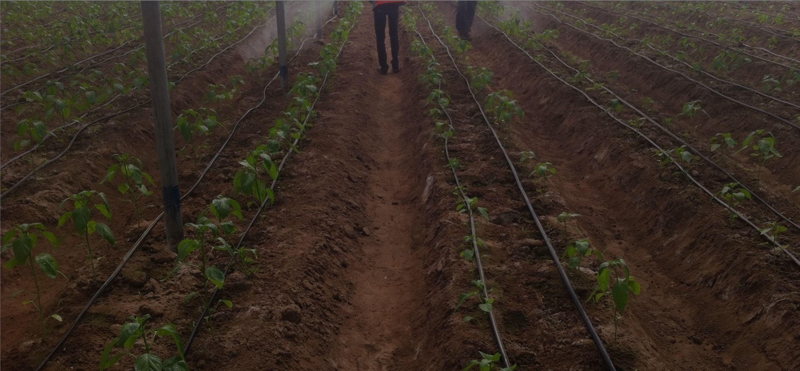 Other Molecular Sized Products